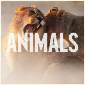 maroon_5_animals_single_cover